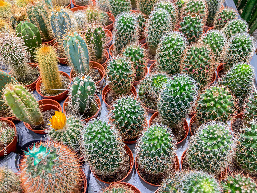 Collection of varying cacti on an indoor table, single or multiple plants in different-sized pots Colors include green, yellow, red, and others Indoor setting suggests a nursery or plant shop Collection of varying cacti on an indoor table, single or multiple plants in different-sized pots Colors include green, yellow, red, and others Indoor setting suggests a nursery or plant shop