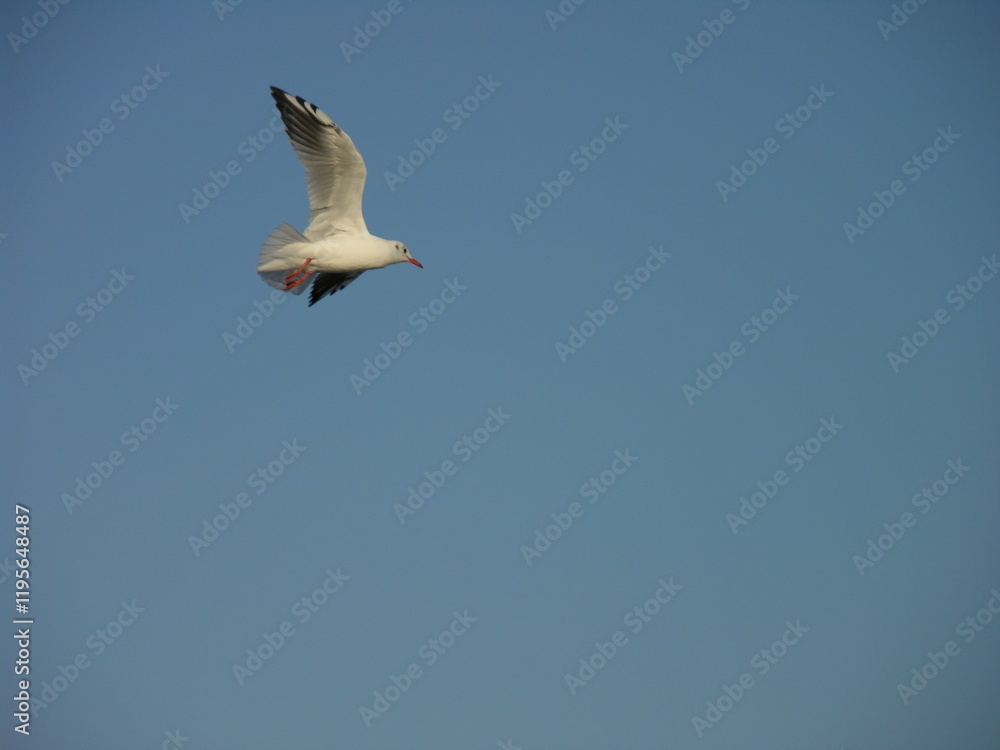 Fototapeta premium A seagull flutters in the sky