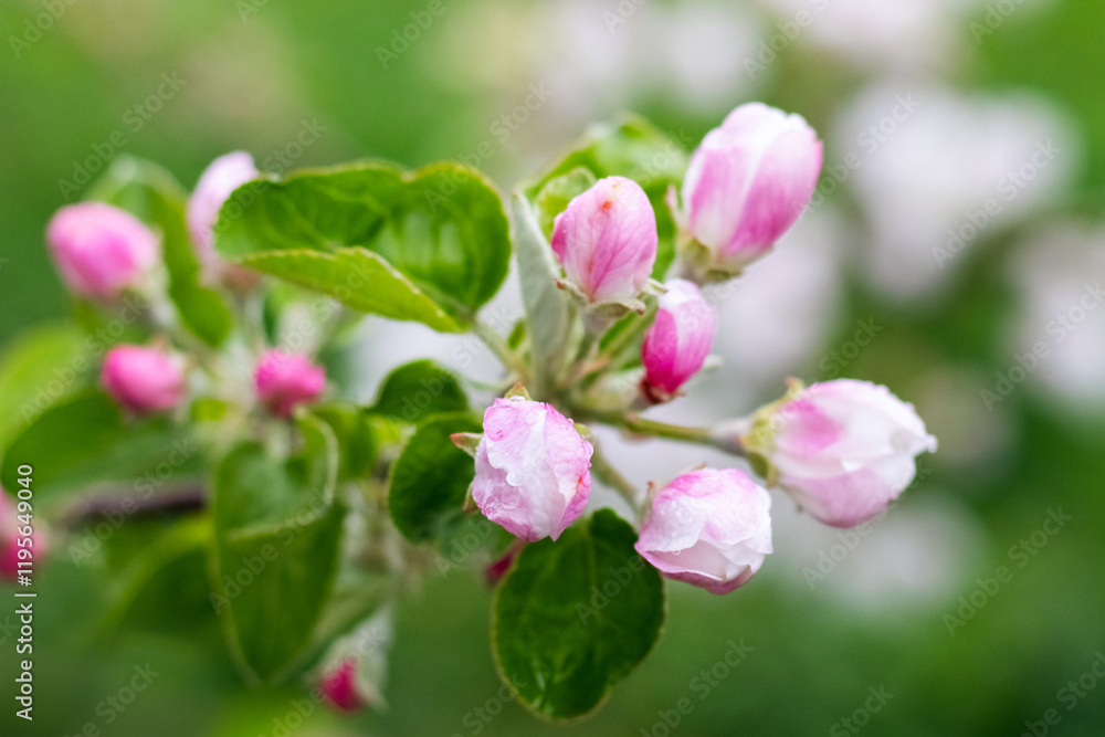 apple tree branch with pink buds in the garden on a blurred background apple tree branch with pink buds in the garden on a blurred background