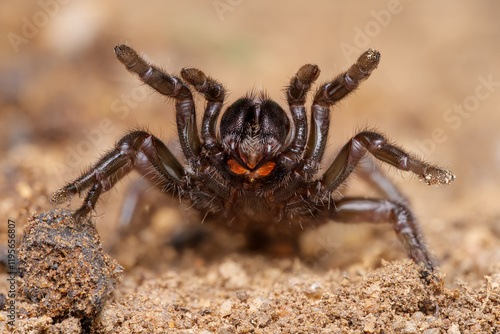 Nuragic spider (Amblyocarenum nuragicus), sardinian endemic trapdoor spider