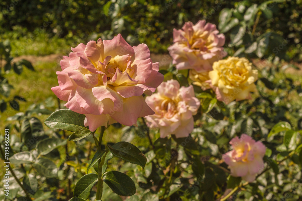 Fototapeta premium Bloom rose Gloria Dei in the sun in the garden