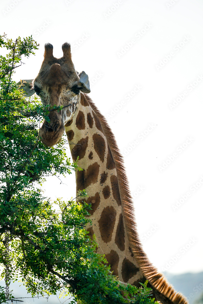 Fototapeta premium giraffe in kidepo, uganda