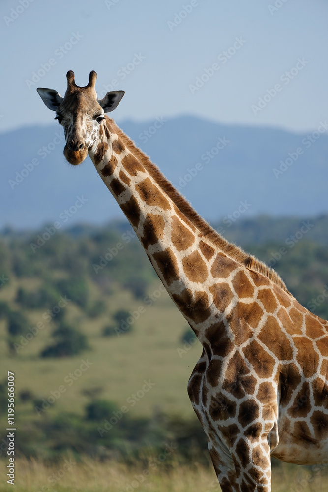 Fototapeta premium giraffe in kidepo, uganda