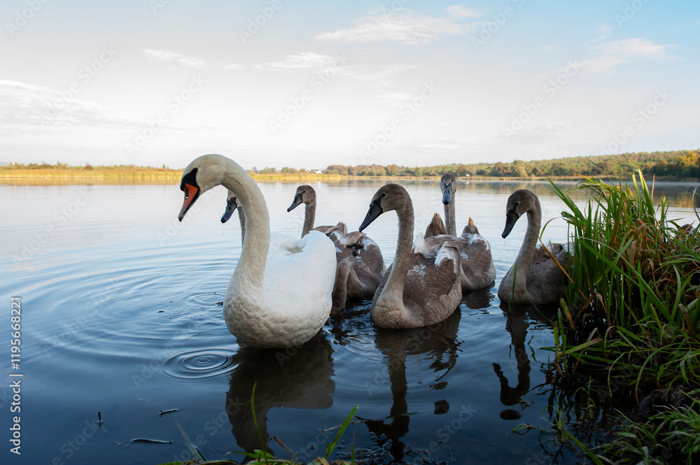 Obraz premium A family of swans with their babies on the shore of the pond, in the morning they swim to the camp and wait to see if they will throw something good to them.