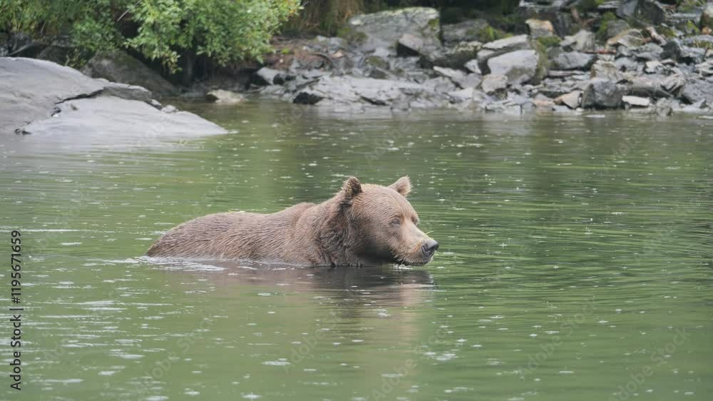Alaskan Brown Bear swimming by the shore in Big River Lakes, Alaska, USA
Alaskan Brown Bear swimming by the shore in Big River Lakes, Alaska, USA