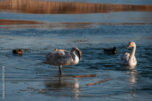 White swan onlake shore. Swan on beach. Swan on shore photo