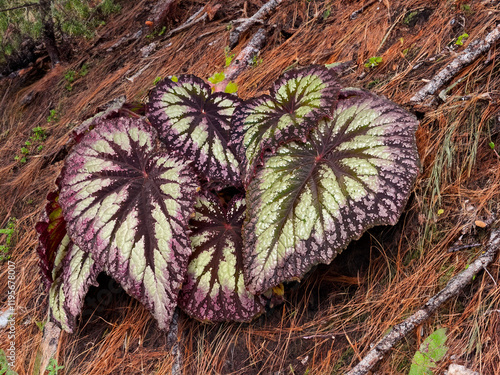 Big Leaf Begonia Plant 04