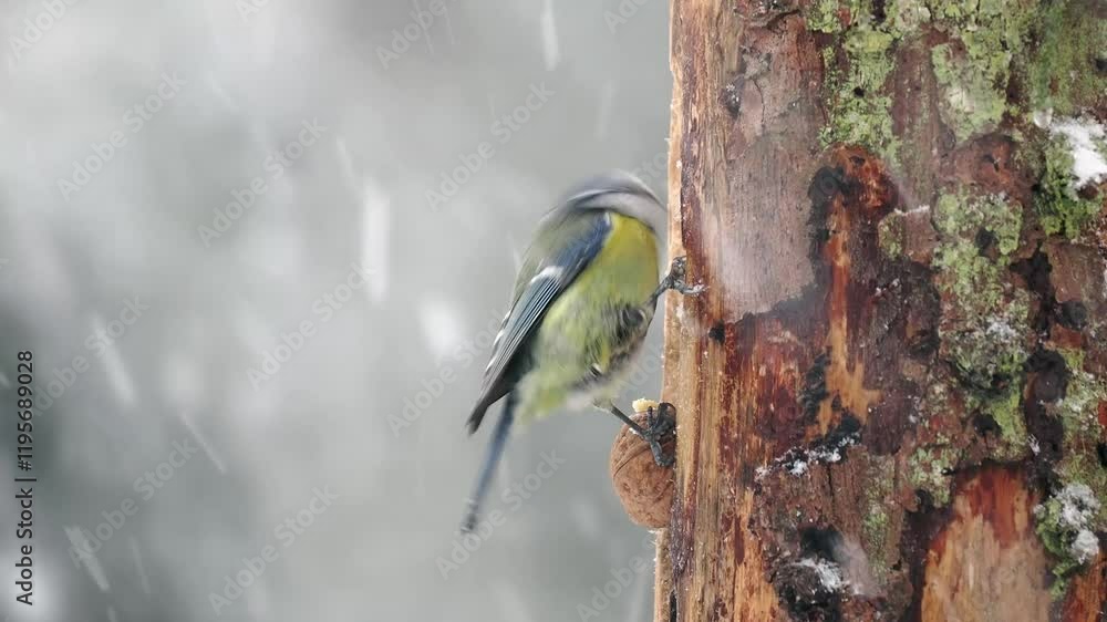 Blaumeise (Cyanistes caeruleu) Blaumeise (Cyanistes caeruleu)