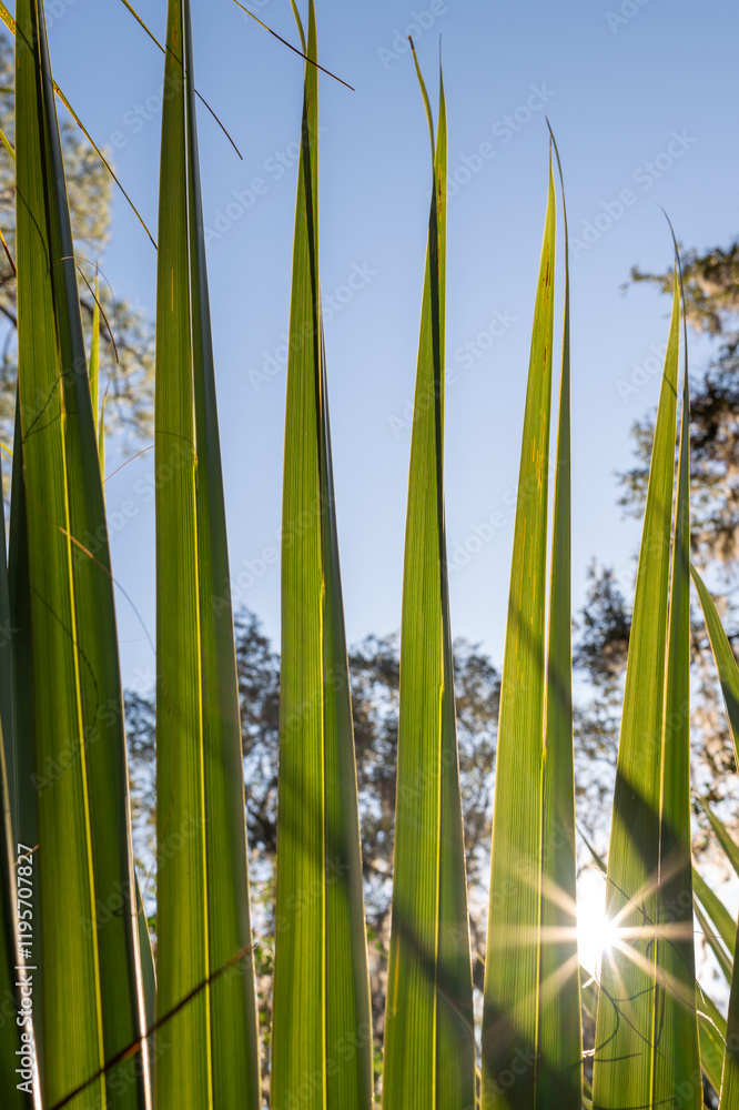 Obraz premium Palmetto bush frond with sun burst