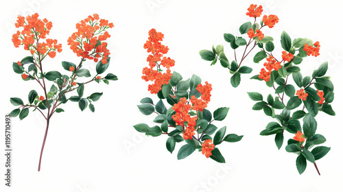 Set of caryopteris x clandonensis and pyracantha coccinea frontal isolated png on a transparent background perfectly cutout. Firethorn. Illustration photo