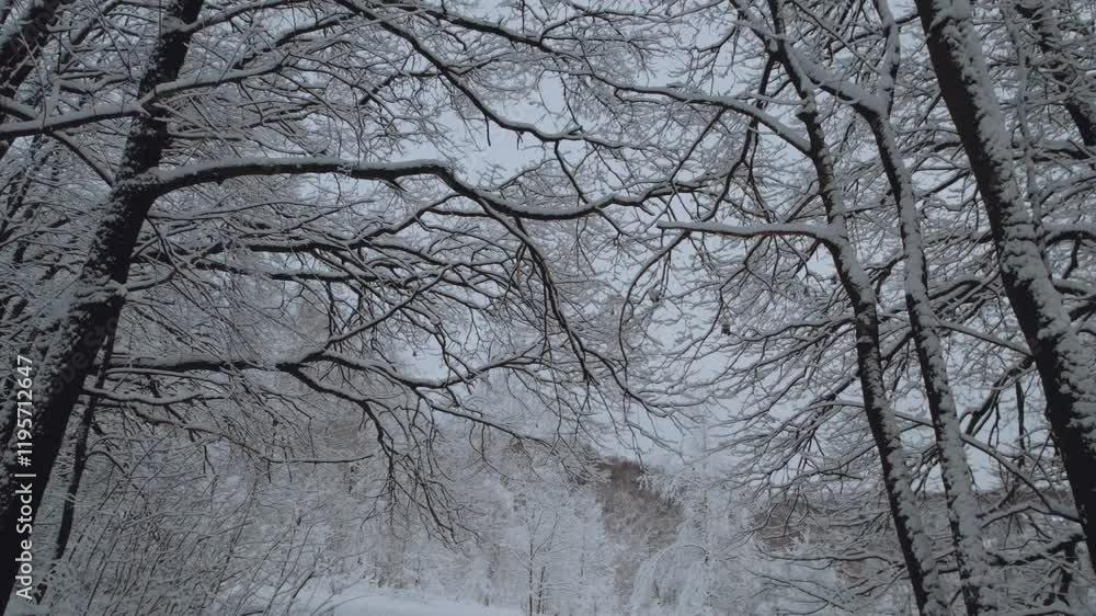 Snow-covered forest on the background of a residential complex, aerial photography of high-rise buildings in winter, residential complex and winter forest, winter in Russia, winter landscape Snow-covered forest on the background of a residential complex, aerial photography of high-rise buildings in winter, residential complex and winter forest, winter in Russia, winter landscape