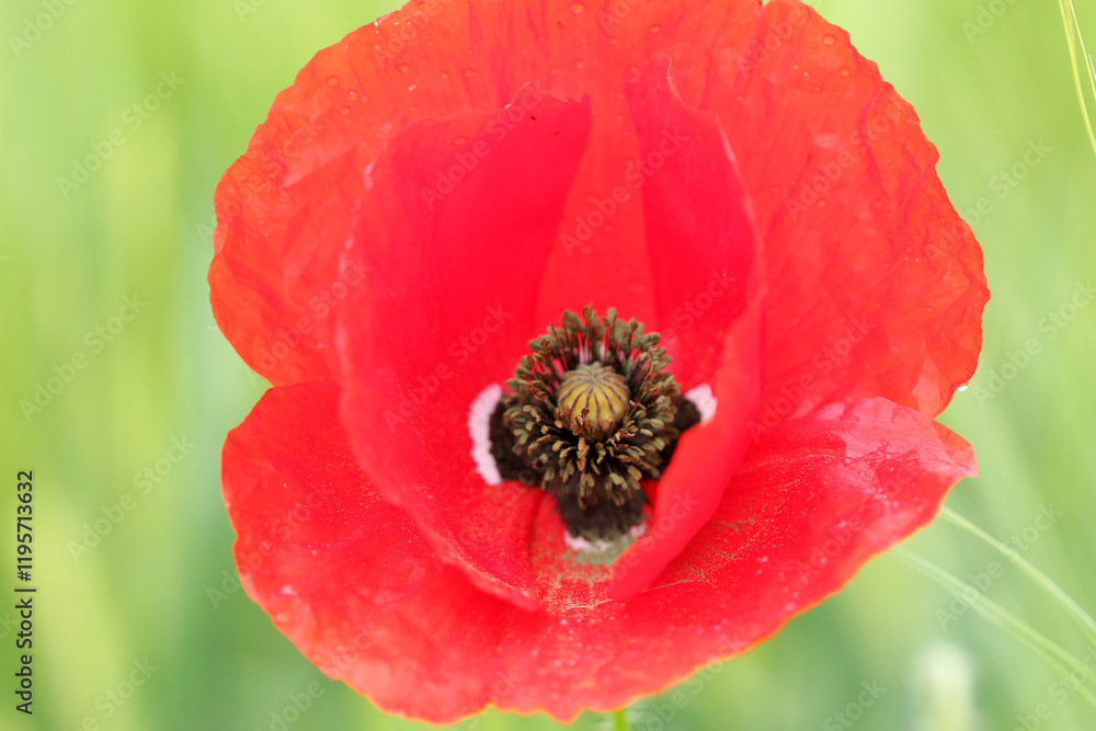 Red Poppy flower with dew on leafs close up Red Poppy flower with dew on leafs close up