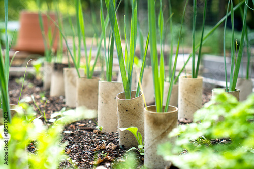 Canvas-taulu Growing Leeks with Toilet Paper Roll Blanching Method / recycled toilet paper ro
