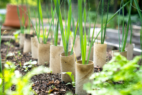 Fotografie Growing Leeks with Toilet Paper Roll Blanching Method / recycled toilet paper ro