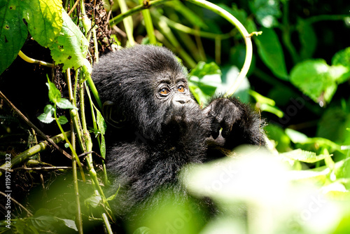 Murais de parede silverback gorilla, uganda