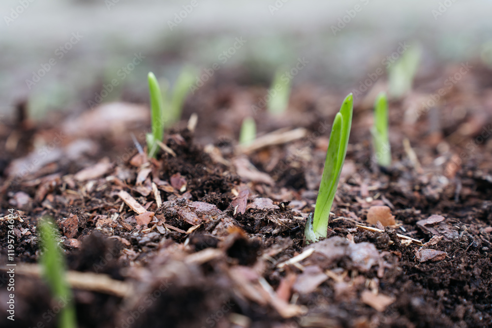 Close up of a young sprout emerging from the ground in a garden bed. Small plant on a mound of soil in a garden Close up of a young sprout emerging from the ground in a garden bed. Small plant on a mound of soil in a garden