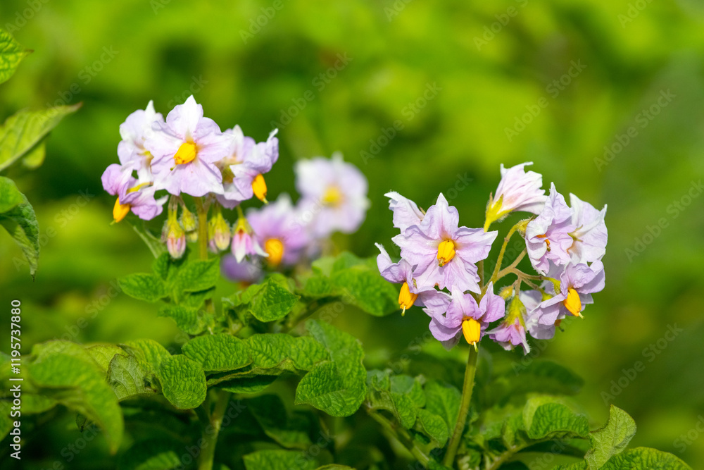 potato blossom, potato bushes with flowers in sunny weather