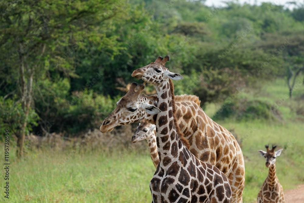 Naklejka premium giraffe in love in uganda