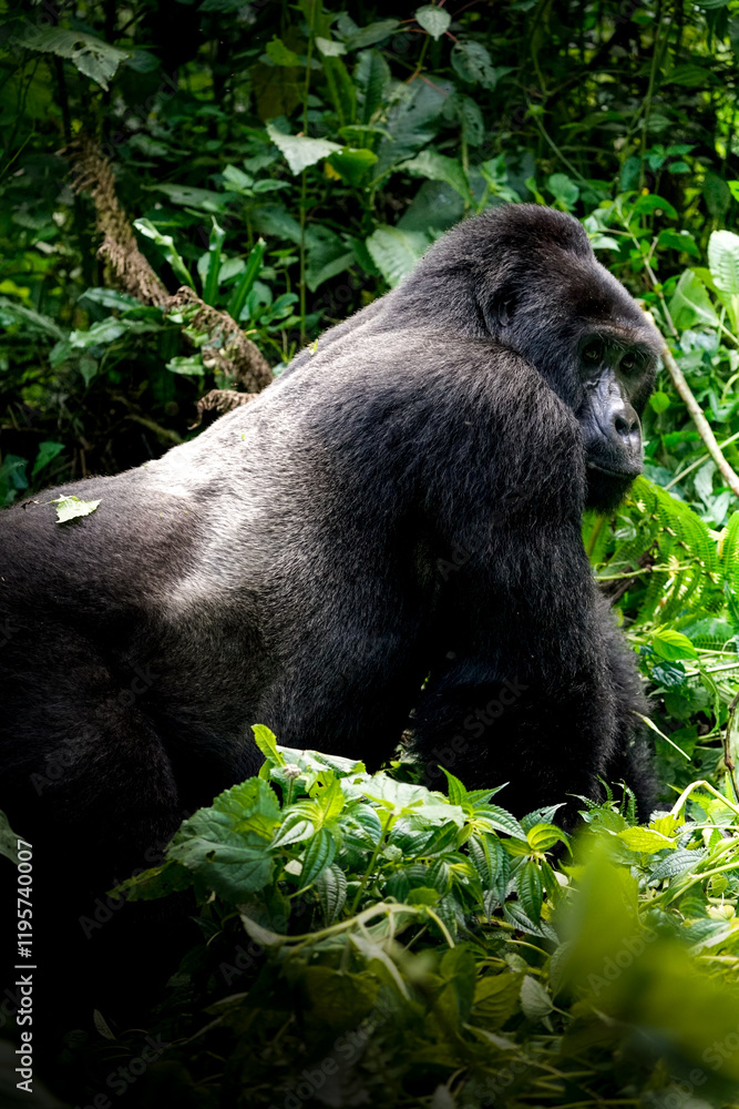 Fototapeta premium silverback gorilla, uganda