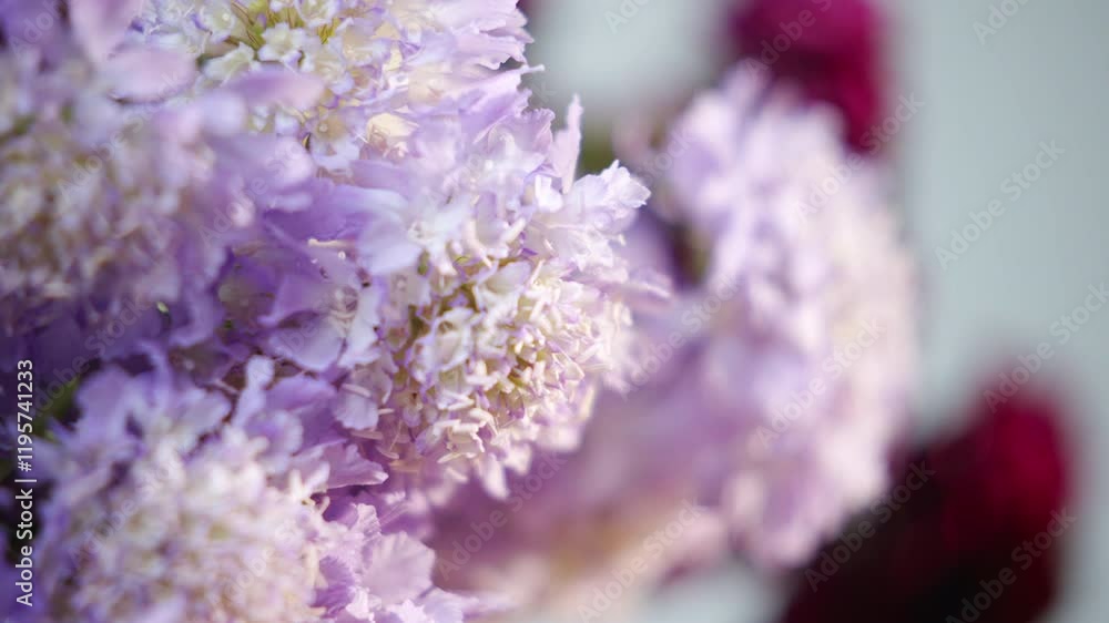A close up of a bunch of purple flowers with a white center. The flowers are arranged in a way that makes them look like they are in a vase. The image has a calming and peaceful mood A close up of a bunch of purple flowers with a white center. The flowers are arranged in a way that makes them look like they are in a vase. The image has a calming and peaceful mood