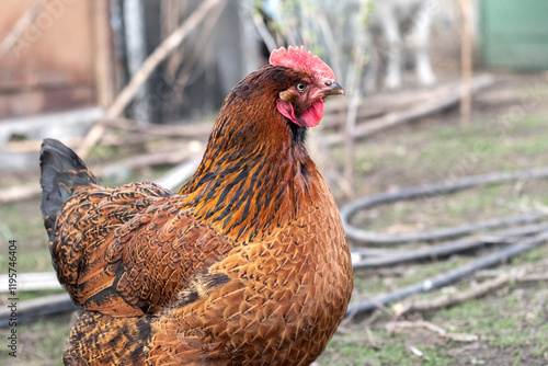 big brown chicken in the garden in spring photo