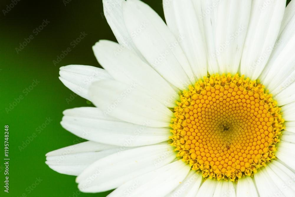 Overhead view of an Oxeye Daisy in late May