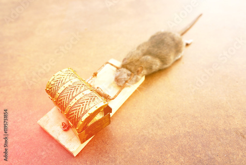 Rat in a mousetrap with treasure chest. Rat caught in a mousetrap. Catching rats, mice and rodents in house. Hunting for mice in apartment. Mouse hunting, rodent poison. photo