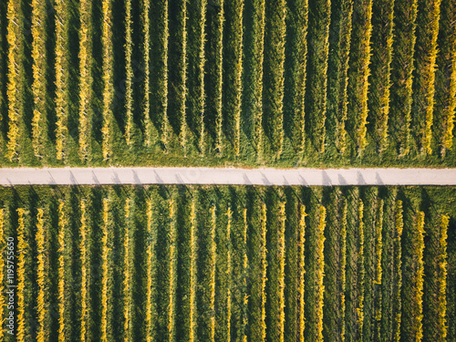 Fotografie Colorful vineyards fields during autumn