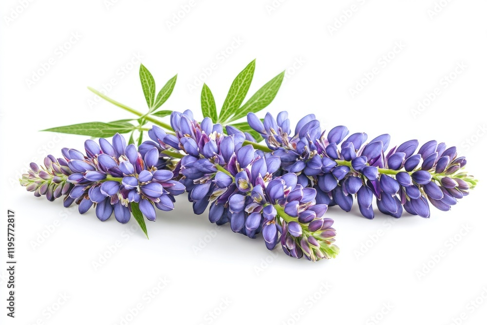 Fototapeta premium Blue Lupine Flowers on White Background