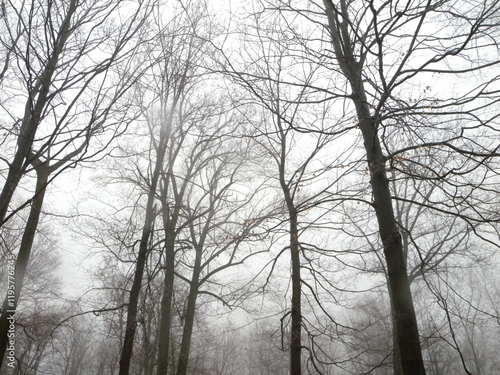 silhouetted trees in the rain and fog in February silhouetted trees in the rain and fog in February
