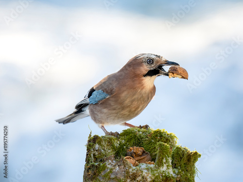 Eichelhäher (Garrulus glandarius)   photo