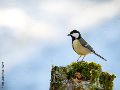 Eichelhäher (Garrulus glandarius) photo