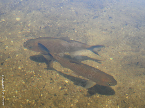 Fish in the sand pit in Rio Preto State Park, Minas Gerais, Brazil