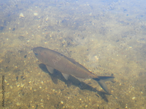 Fish in the sand pit in Rio Preto State Park, Minas Gerais, Brazil
