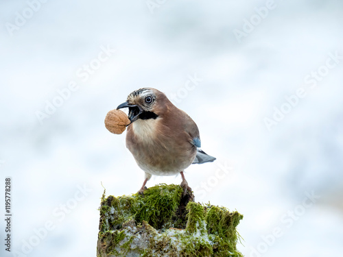 Eichelhäher (Garrulus glandarius)   photo