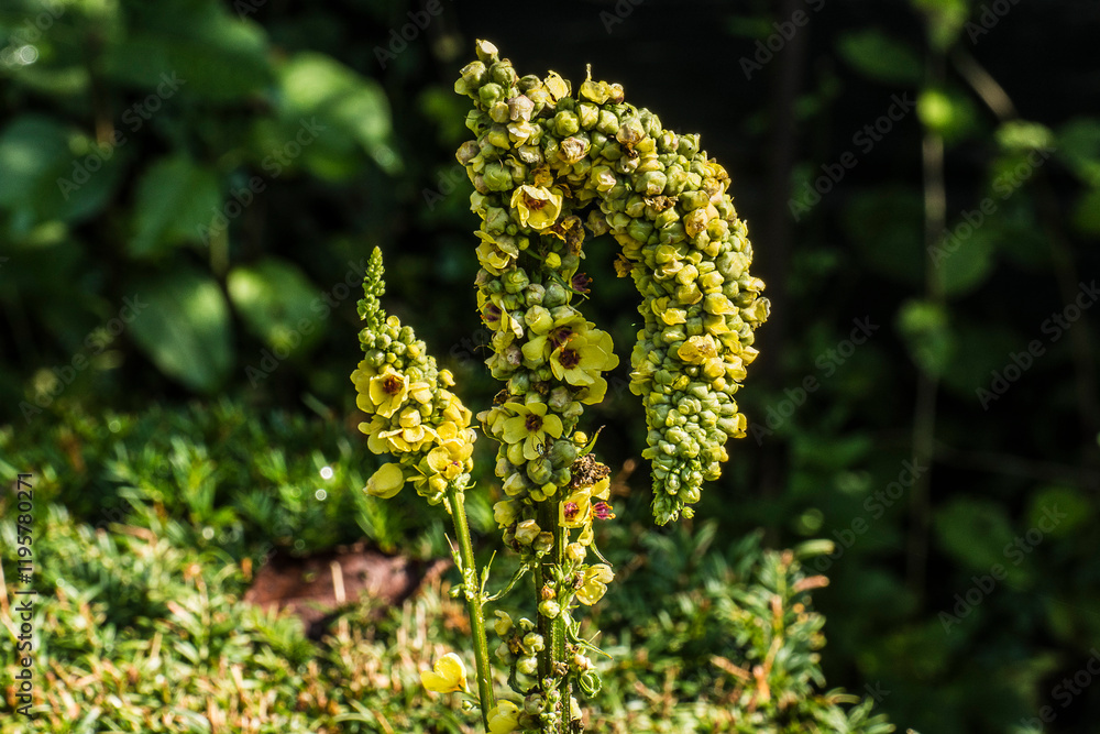 close up of a bloomoing Dark mullein with yellow flowers in the city garden in summer close up of a bloomoing Dark mullein with yellow flowers in the city garden in summer