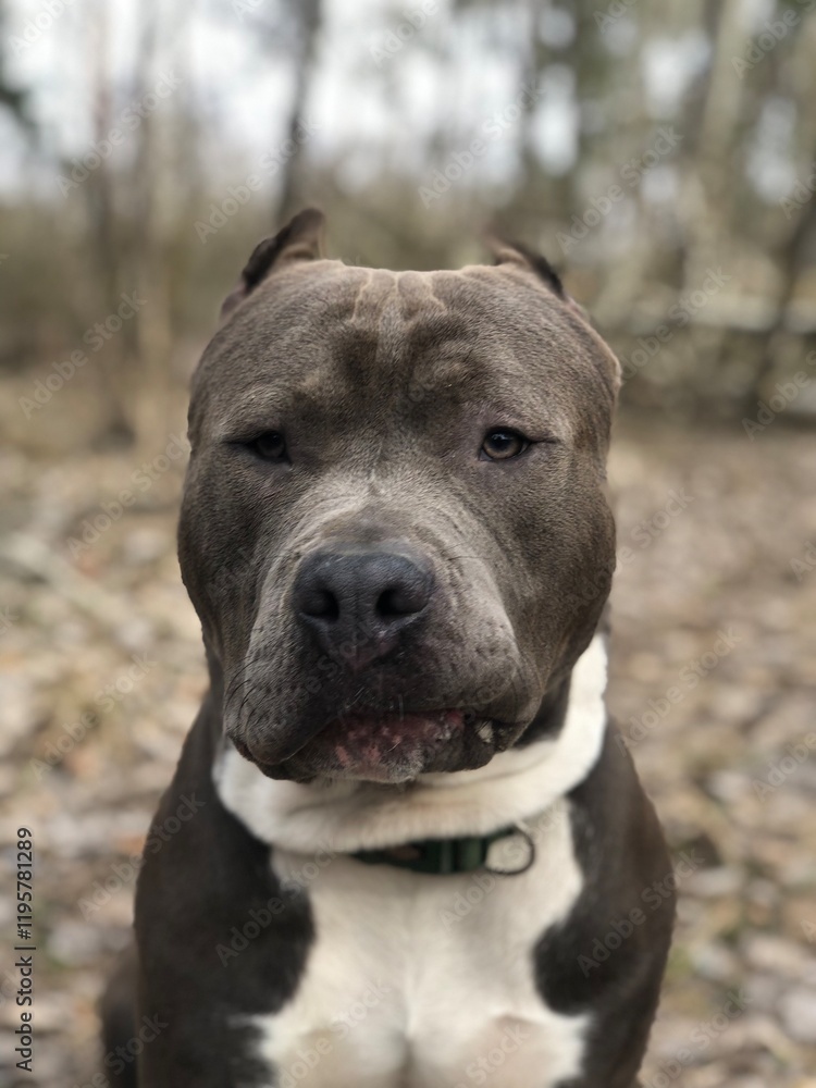 american staffordshire terrier american staffordshire terrier