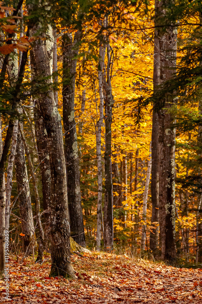 Obraz premium autumn in the woods