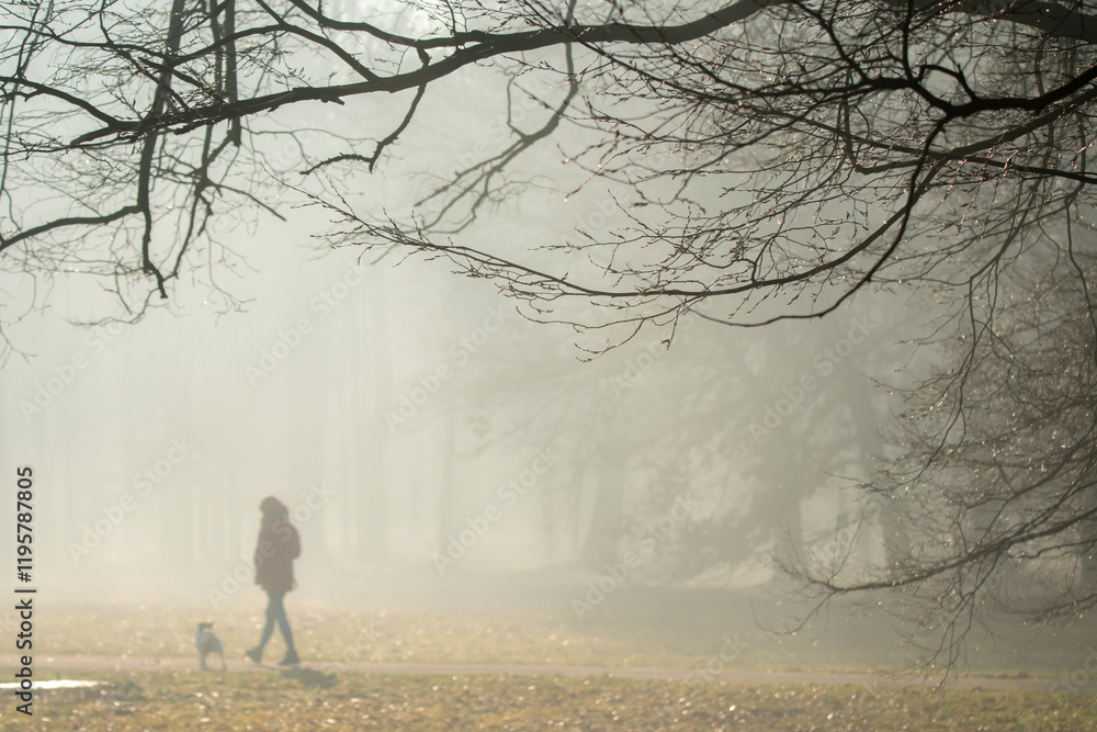 drzewa we mgle park las gałęzie mgła