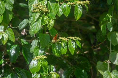 Mariposa naranja en un jardín. Es una mariposa monarca. Era un día soleado y ventoso. photo