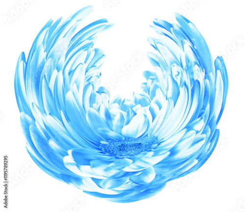 blue flower isolated on white background closeup.    