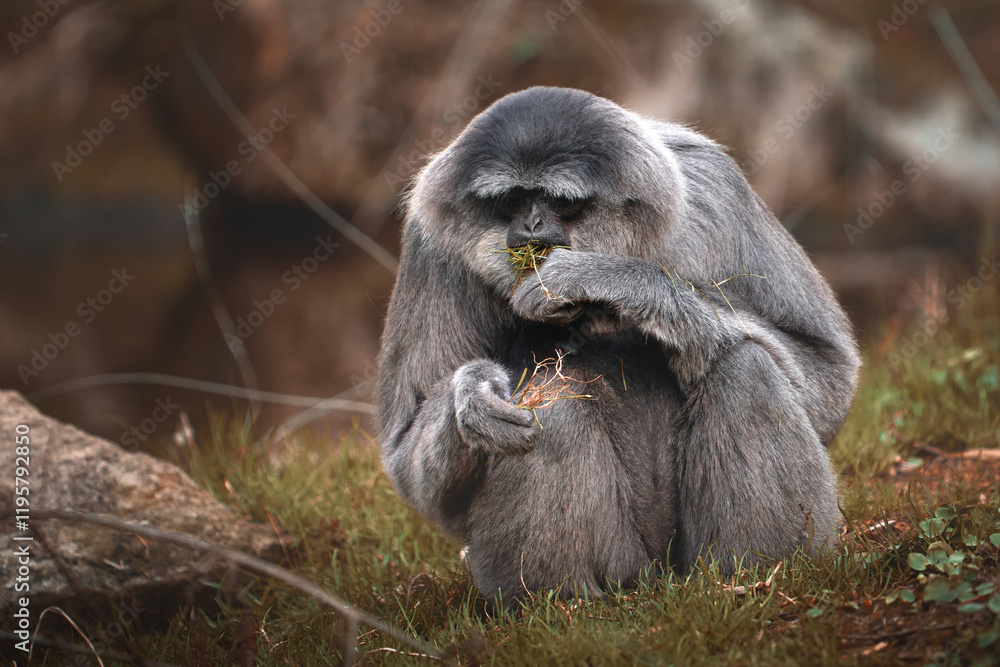Obraz premium Monkey sitting on the ground 