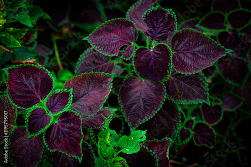 Close-up of Vibrant Coleus Plant with Bright Green, Purple, and Black Leaves on the amazon Jungle Trail to Machu Picchu in Peru