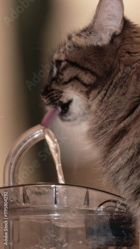 Pet water dispenser with automatic gravity refill. vertical story size