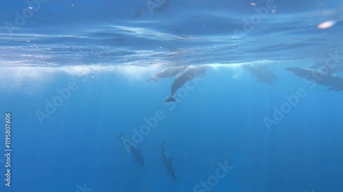 Hawaiian spinner dolphin pod of dolphins diving underwater in sleep trance ( USWS ) in the bright blue ocean of Kona coast on the Big Island of Hawaii dolphins dolphins unihemispheric slow-wave sleep