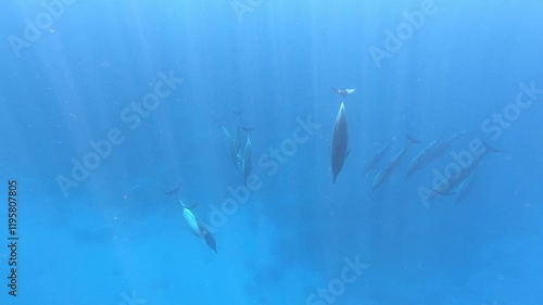 Hawaiian spinner dolphin pod of dolphins swimming underwater in sleep trance ( USWS ) in bright blue ocean of Kona coast on the Big Island of Hawaii dolphins unihemispheric slow-wave sleep