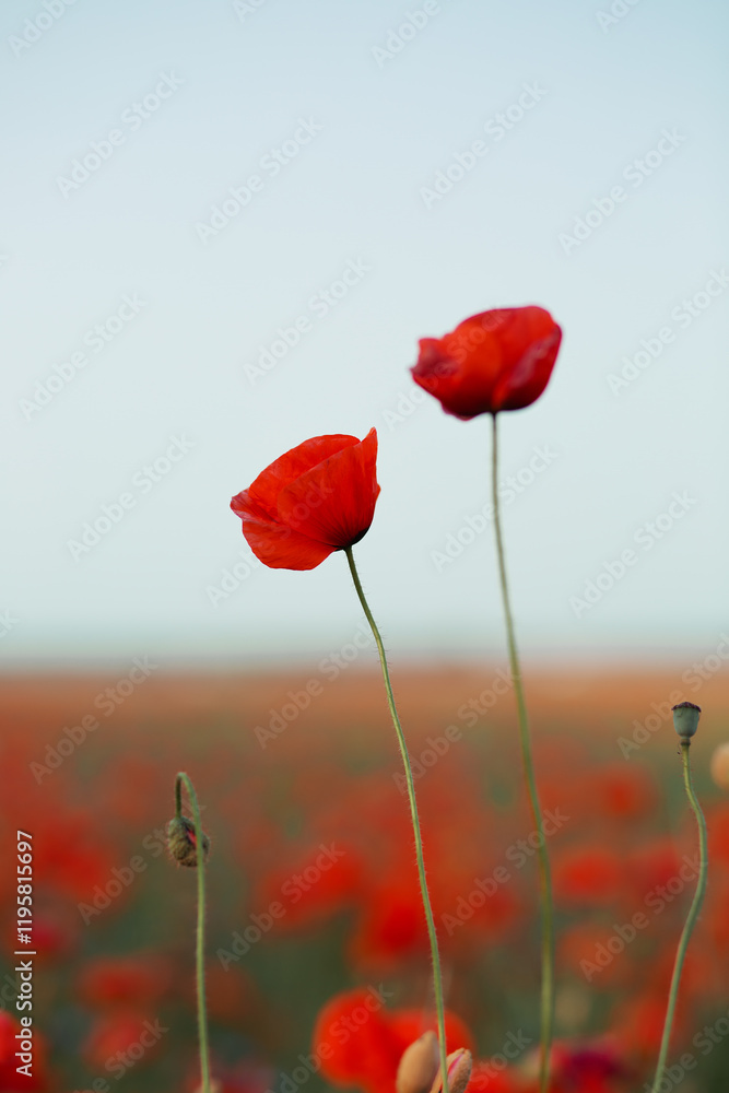 Obraz premium Red poppies against a field