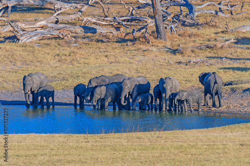 Large Herd of Elephants at a Water Hole