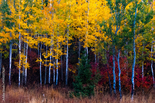 Autumn Colors in the Rocky Mountains