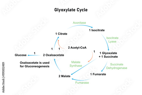 Glyoxylate Cycle Science Design. Vector Illustration.